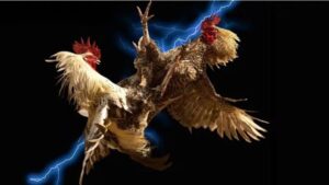 da ga vua88 cong nghe phan tich