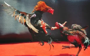 da ga vua88 khong khi cuong nhiet da ga vua88 khong khi cuong nhiet